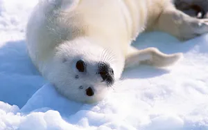 可爱的小海豹_11