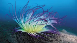 缤纷海底藻类第1张