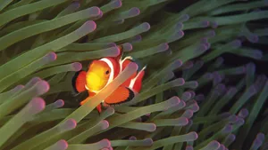 缤纷海底藻类_2