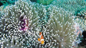 缤纷海底藻类_6