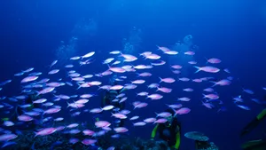 深海鱼群_5