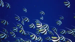 深海鱼群_11