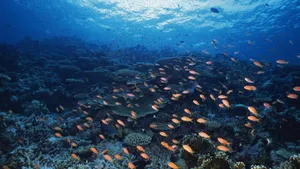深海鱼群_13