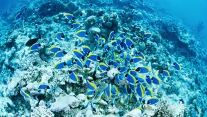 深海鱼群_17