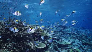深海鱼群_19