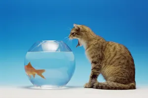 宽屏猫咪写真 第十辑