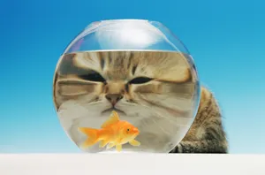 宽屏猫咪写真 第十辑