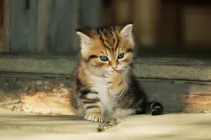 宽屏猫咪写真 第十辑_3