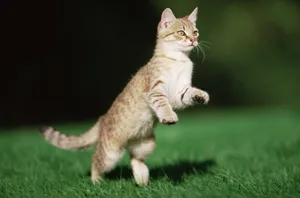 宽屏猫咪写真 第十辑_4