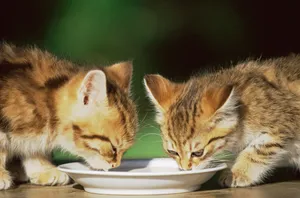 宽屏猫咪写真 第十辑_5