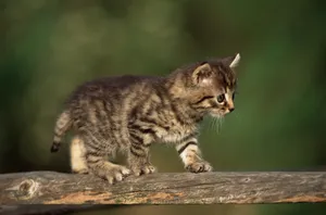 宽屏猫咪写真 第十辑_6