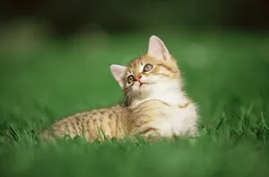 宽屏猫咪写真 第十辑_7