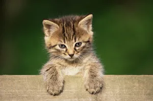 宽屏猫咪写真 第十辑_13