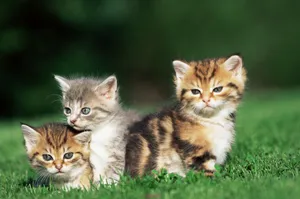 宽屏猫咪写真 第十辑_14