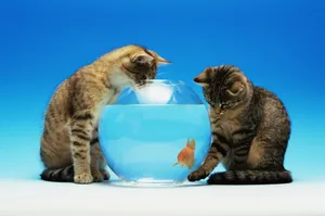 宽屏猫咪写真 第十辑_16