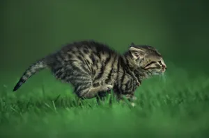 宽屏猫咪写真 第十辑_18