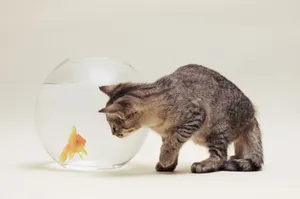 宽屏猫咪写真 第十辑_19