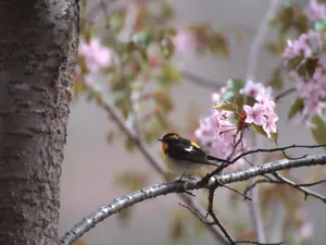 鸟类写真 第五辑_8