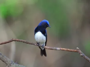 鸟类写真 第五辑_12
