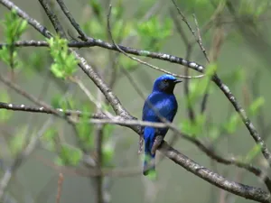 鸟类写真 第五辑_13