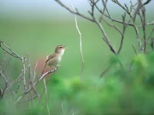 鸟类写真 第五辑_15