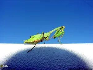 世界地理动物篇 第六辑_12