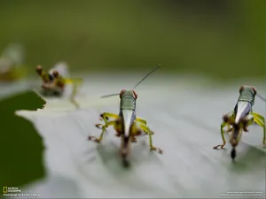 世界地理动物篇 第四辑_18