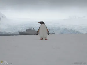 世界地理动物篇 第三辑_6