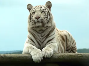 狮虎豹专辑 第一辑_19