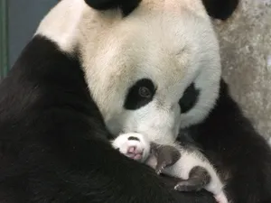 动物合集 第二辑_7