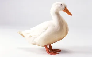 可爱动物写真 第一辑_2