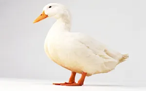 可爱动物写真 第一辑_3