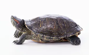 可爱动物写真 第一辑_5
