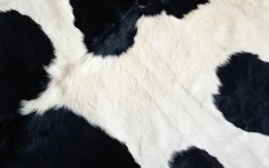 动物皮毛纹理 第四辑_4