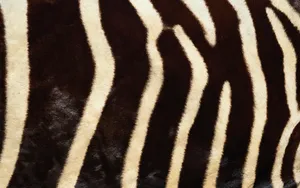 动物皮毛纹理 第三辑_14