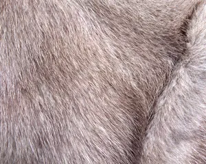 动物皮毛纹理 第一辑_2