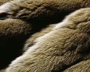动物皮毛纹理 第一辑_3
