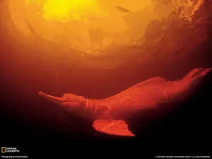 世界地理动物篇 第十辑_13