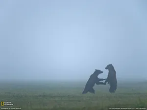 世界地理动物篇 第九辑_12