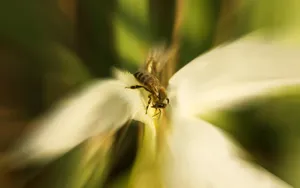 蜂花之恋 第二辑_6