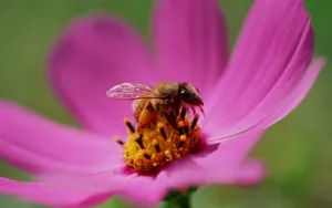 蜂花之恋 第一辑_2