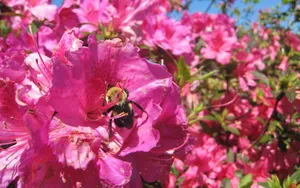蜂花之恋 第一辑_4