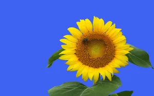 蜂花之恋 第一辑_9