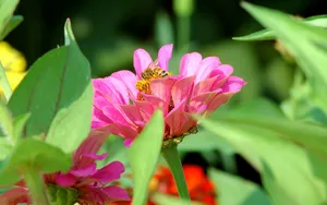 蜂花之恋 第一辑_10