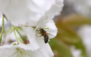 蜂花之恋 第一辑_19