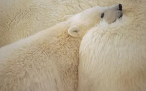 狗熊写真 第二辑_13