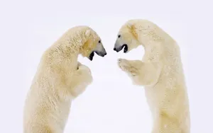 狗熊写真 第二辑_14