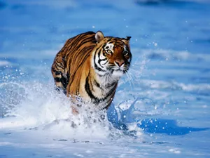 老虎写真 第三辑_15