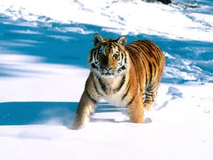 老虎写真 第一辑_5