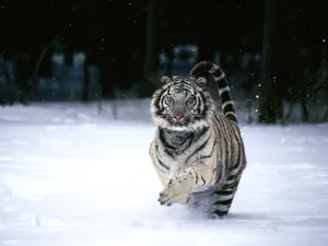 老虎写真 第一辑_6